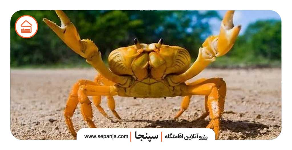 صخره خرچنگ‌های قشم کجاست؟