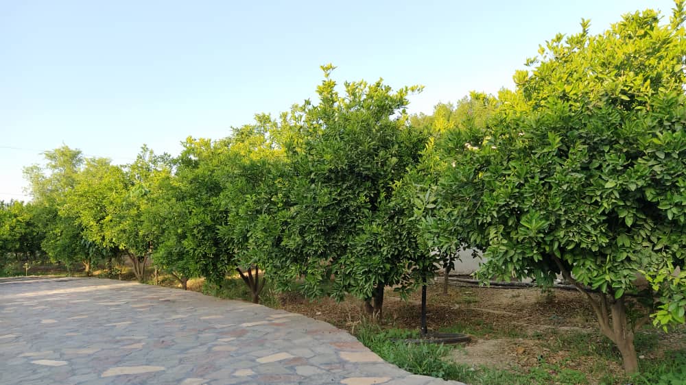 روستایی اجاره باغ با استخر آبگرم در شمس آباد دزفول  